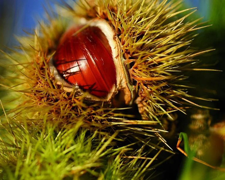 {mediaElement.alternative -> f:if(condition: '{mediaElement.alternative}', then: '{mediaElement.alternative}', else: {newsItem.title})}