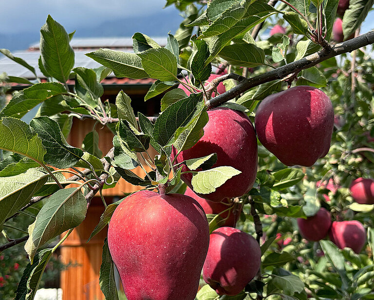 Detailaufnahme: rote Äpfel am Baum, Bauernhof.